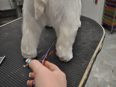 Pet Westie Trim